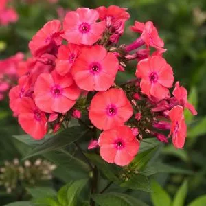 Флокс Starfire фото