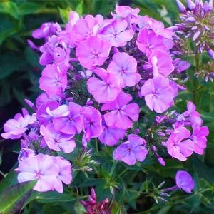 Флокс Sweet Summer Temptation фото