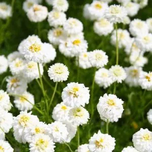 Хамемелюм Flore Pleno фото