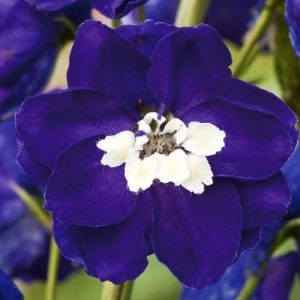 Дельфініум Magic Fountains Dark Blue White Bee фото