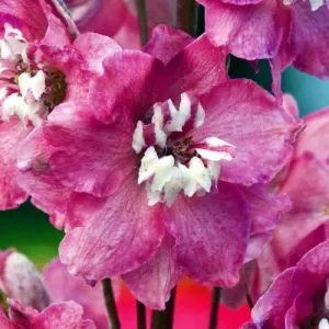 Дельфініум Magic Fountain Deep Rose White Bee фото