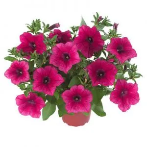 Петунія Fortunia Hot Pink фото