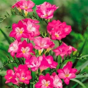 Фрезія Single Pink фото
