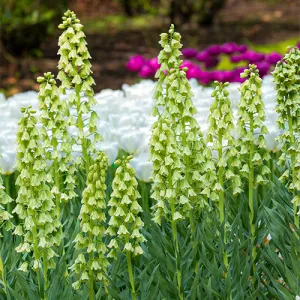 Фрітіларія Persica Ivory Bells фото