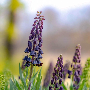 Фрітіларія Persica Purple Favorite фото