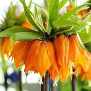 Фрітіларія Imperialis Garland Star фото