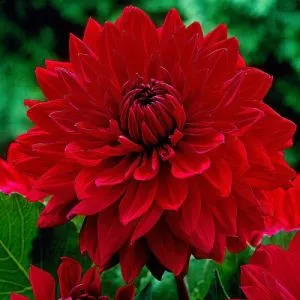 Жоржина Garden Wonder фото