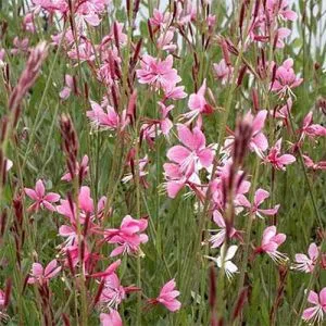 Гаура Siskyou Pink фото