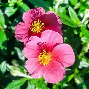 Геліантемум Ben Hope фото