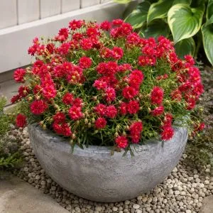 Геліантемум Cerise Queen фото