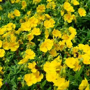 Геліантемум Golden Queen фото