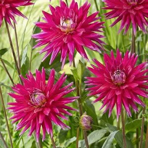 Жоржина Karma Purple Corona фото