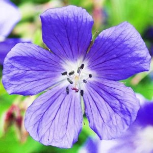 Герань Johnson's Blue фото