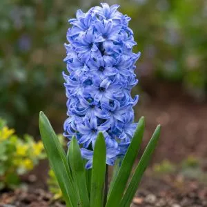 Гіацинт Delft Blue фото