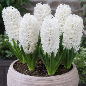 Гіацинт White Pearl фото