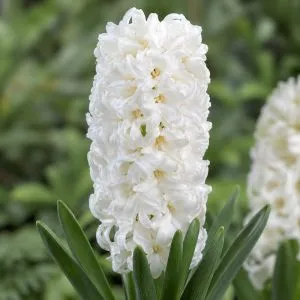Гіацинт White Pearl фото