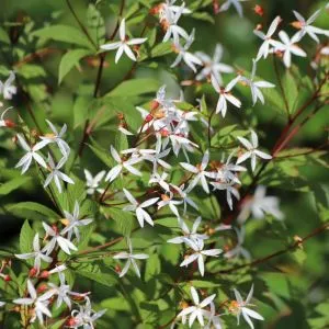 Геленіум Trifoliata (Трилиста) фото