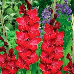 Гладіолус Baccara фото
