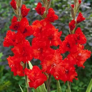 Гладіолус Fire Cracker фото