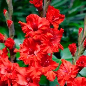Гладіолус Fire Ruffle фото