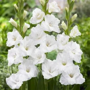Гладіолус Flevo Snow фото