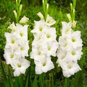 Гладіолус Ivory Priscilla фото