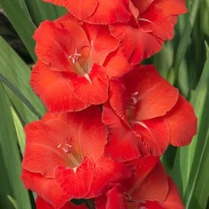 Гладіолус Puccini фото