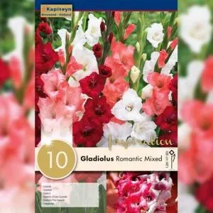 Гладіолус Romantic Mixed Colours (Брендові цибулини KAPITEYN®) фото