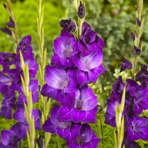 Гладіолус Violetta фото
