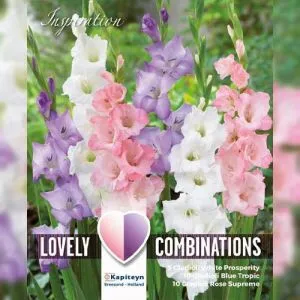 Гладіолус White, Blue and Pink (Брендові цибулини KAPITEYN®) фото