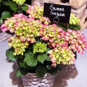 Гортензія Hi Sweet Sugar фото