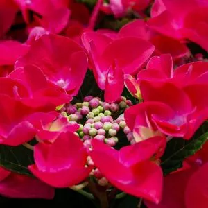 Гортензія Frisbee Hot Pink фото