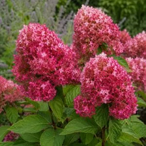 Гортензія Little Rosy (Змінює колір) фото