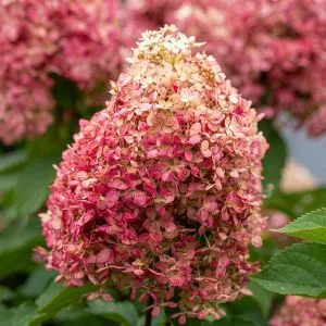 Гортензія Royal Flower фото
