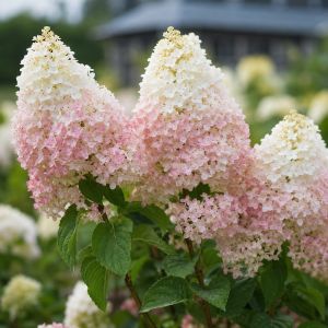 Гортензія Strawberry Blossom фото