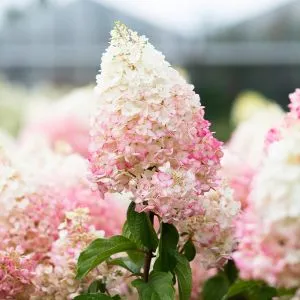 Гортензія Strawberry Blossom фото