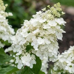 Гортензія White Lady фото