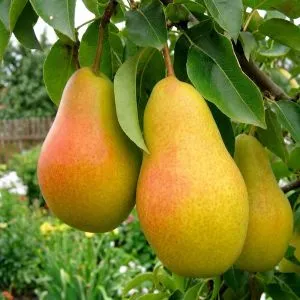 Груша Талгарська Красуня (Великі плоди) фото