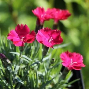 Гвоздика Badenia фото