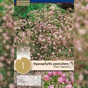 Гіпсофілла Pink Festival (Брендові саджанці KAPITEYN®) фото