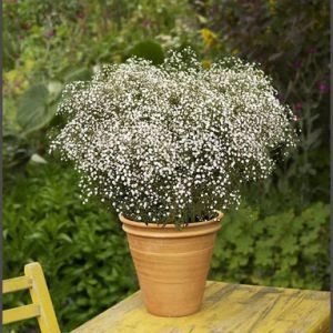 Гіпсофілла Chispa Summer Sparkl фото