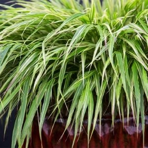 Хаконехлоя Albostriata фото