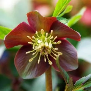 Морозник Purpurascens фото