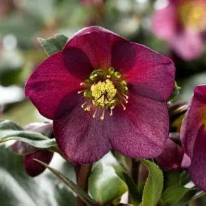 Морозник Prince Picotee-Red фото