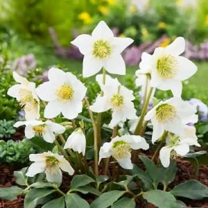 Морозник Praecox фото