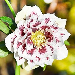 Морозник орієнтальний White Spotted Double фото