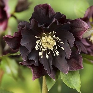 Морозник Double Ellen Purple фото