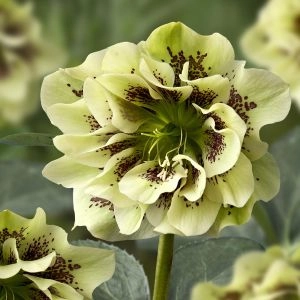 Морозник Double Ellen Spotted Yellow  фото