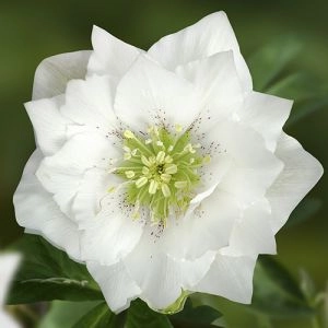 Морозник Prince Double White фото