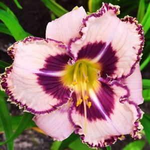 Лілейник Purple Flame фото